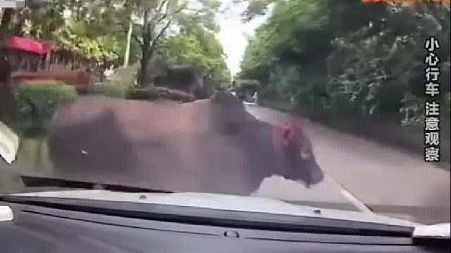 “牛探头”被撞翻！