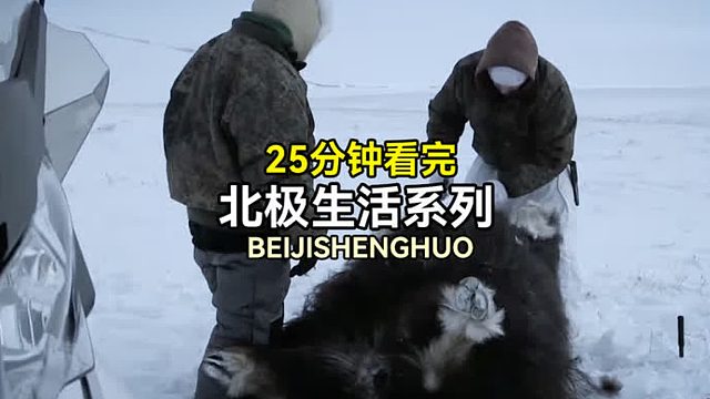 北极生活系列：大佬雪地狩猎百公斤麝牛，扛回营地够吃两个月！
