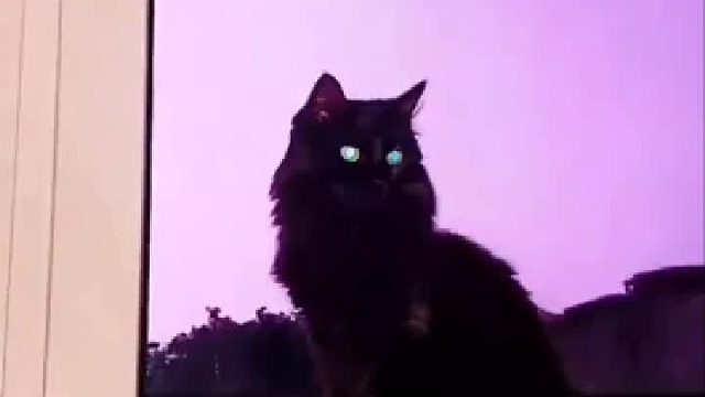 你见过这样的 “中 华 有 神 猫” ？