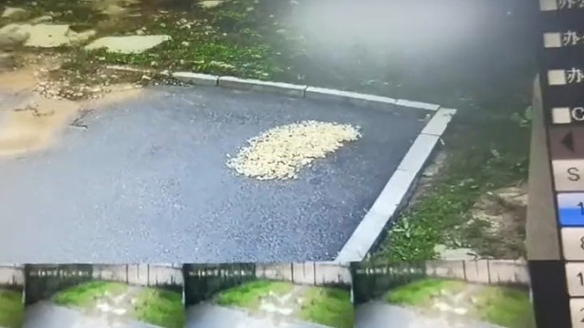 老爹心心念念的花生不翼而飞，查了画面才知道大意了…