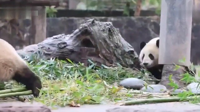 爱运动的滚滚团子们