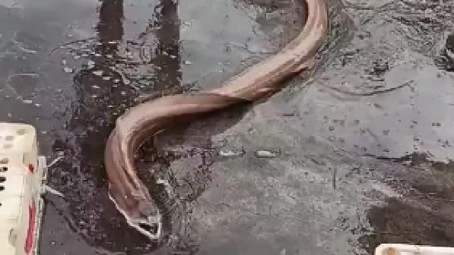 这女人够狠哈，不能给个痛快吗