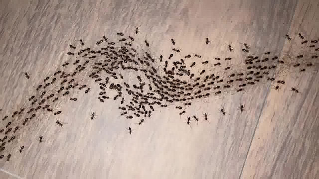 蚂蚁的组织真的很严密