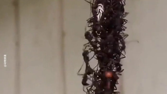 蚂蚁用自己的身体搭建一座活桥入侵蜂巢