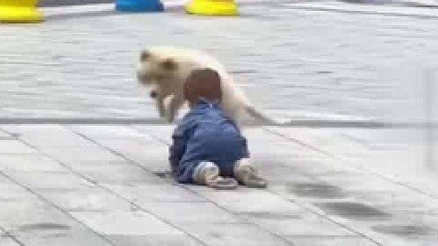 宝宝和狗狗在一起快乐玩耍，可爱场面萌翻网友