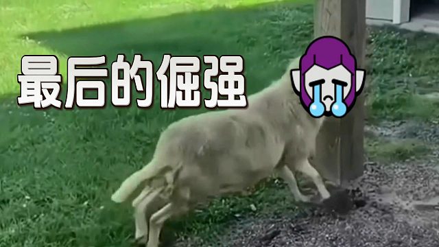 荒野乱斗：铲子最后的倔强！