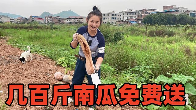 3年的香猪死了，几百斤南瓜烂土地，谁要留言，免费寄邮费自掏！