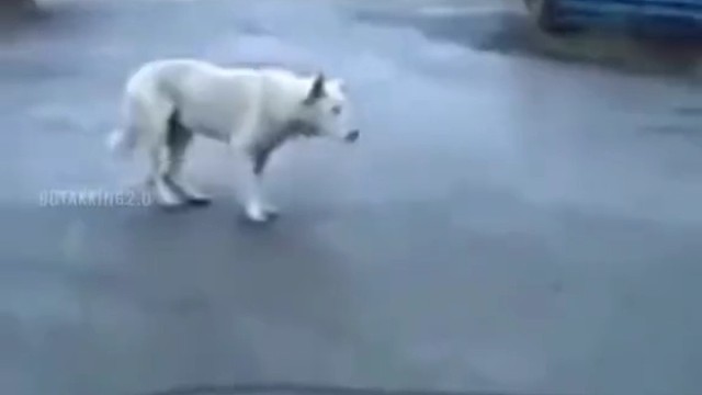 ohjshh修日常蹦迪