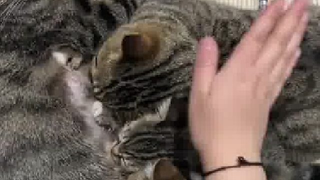 公猫至死是少猫