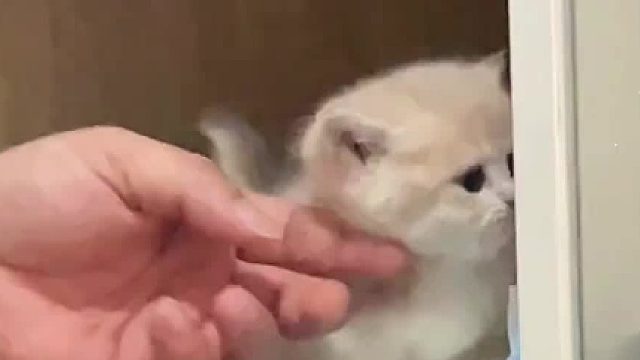 像一个小玩具一样