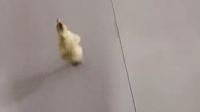 开心不过10秒，该死的猫