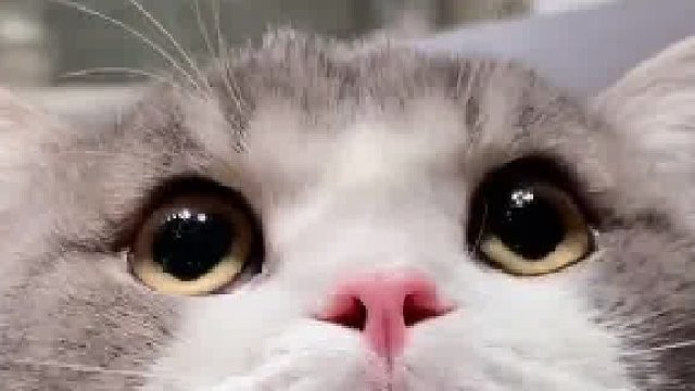 快供得像头猪了脸上肉嘟嘟的#猫