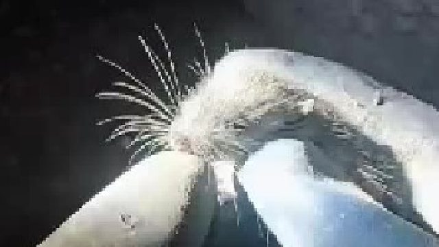 有谁知道老鼠对一个矿工来说意味着什么