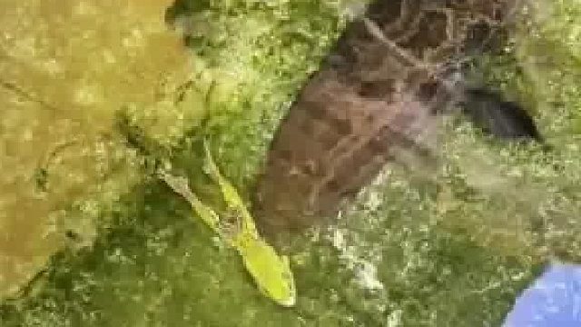 面对黑鱼，青蛙的这操作管用吗……