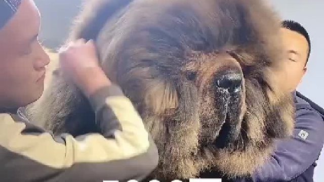 把眼毛修修都看不见外界了