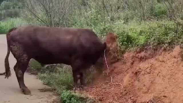 牛哥在开疆拓土呢，别打扰