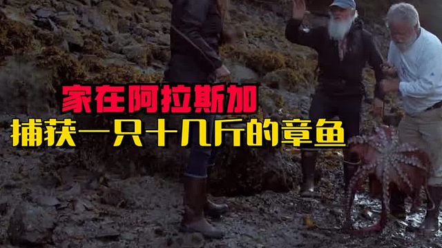 家在阿拉斯加：捕获一只十几斤的大章鱼度过感恩节