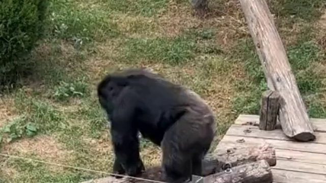 动物园黑猩猩技能点“点满了”，为要食物礼貌三连问候