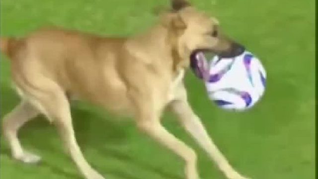 技术不错，墨西哥狗子冲进球场，把球叼走变向摆脱连过数人