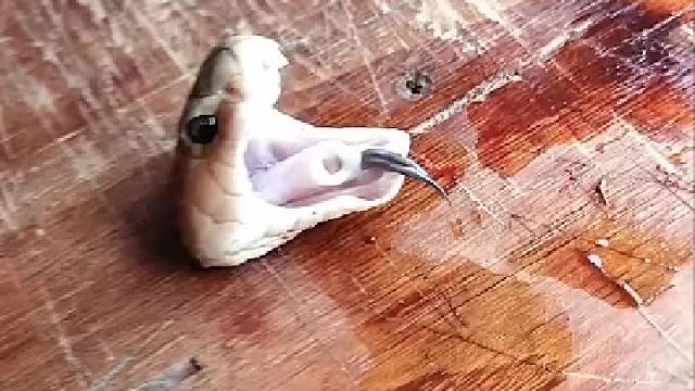 没错，一个没有身子的蛇头，隔几个小时以后依然能咬人。亲眼所见。