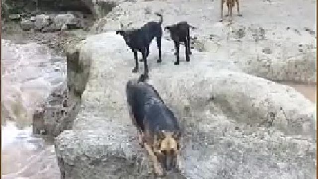 那个狗老奸巨猾，看那个黑狗掉水里，拔腿就跑[笑哭]