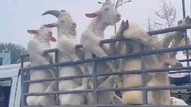 前面的羊怎么了？