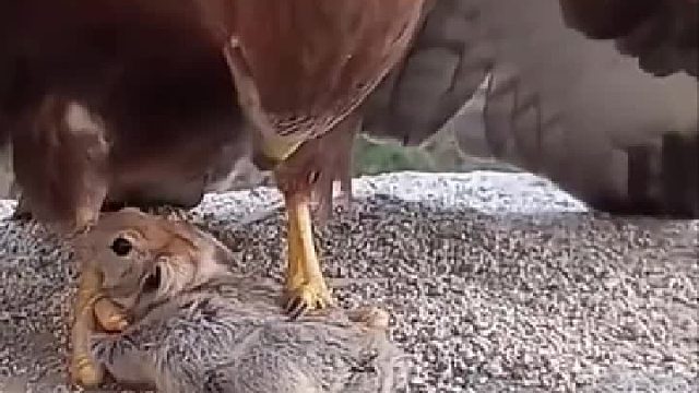 弱肉强食，千古定律。