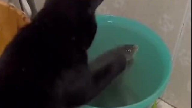 原来动画片真不是骗人的，鱼真的能扇猫猫大嘴巴子