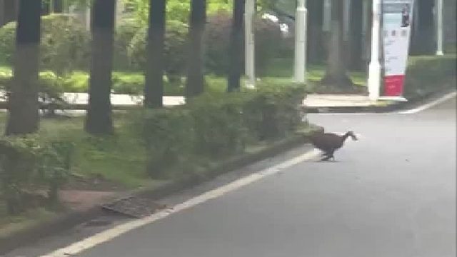 这哈基米也太厉害了哈哈哈哈