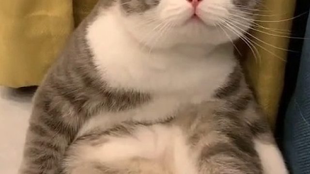 自从铲屎官不能出门，我真的太难了