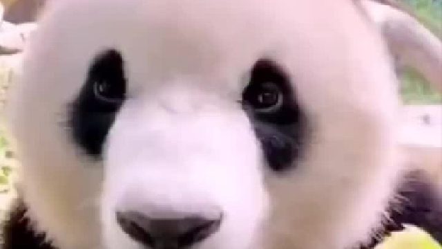 大熊猫吃竹笋的样子太可爱了吧，而且还会剥皮[憧憬]，吧唧吧唧吃得好香，我也就看了八百遍吧！！！