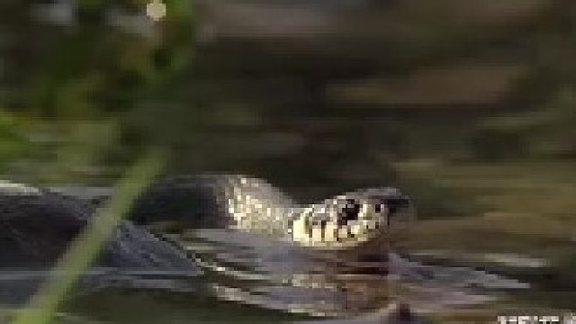 动物界原来也有这种自欺欺蛙的样子啊~哈哈哈哈！没想到的是最后成功了！