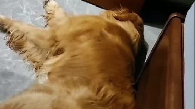 看它鼻子就知道有多气