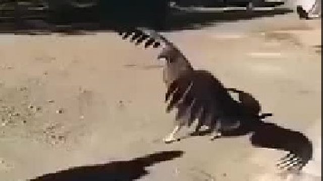 为了感谢自己的救命恩人，它不辞劳苦翻山越岭每年都来看望自己的恩人