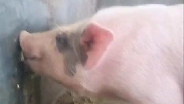 一口汤，一口饭，讲究猪