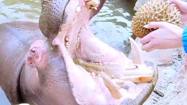 可怜的河马，饲养员太淘气了，但是我真的想笑