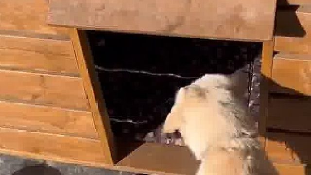 流浪猫占窝狗狗无奈求助主人 ，主人：我还指望你看门