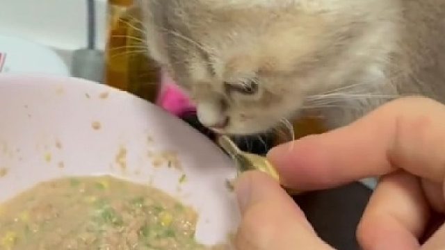 全自动开鱼油器