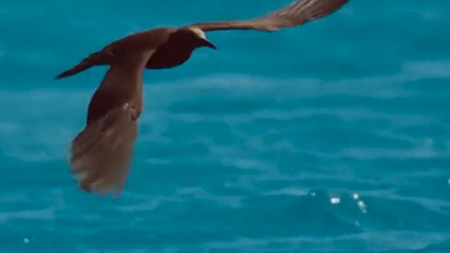 鲹鱼跃出水面捕食燕鸥吃，没想慢一步咬了口空气。