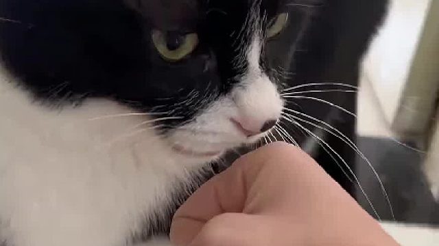 奶牛猫啊，有什么行为都不奇怪