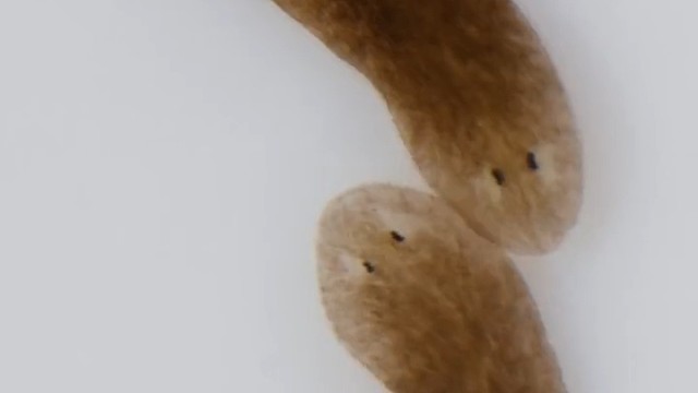 切成200多段也能复活成200多只，涡虫再生源于这种干细胞。