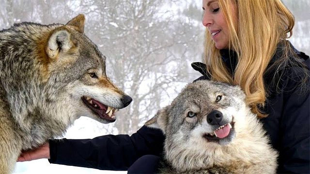 灰狼见到女主人，秒变哈士奇，网友：这货已被开除狼籍