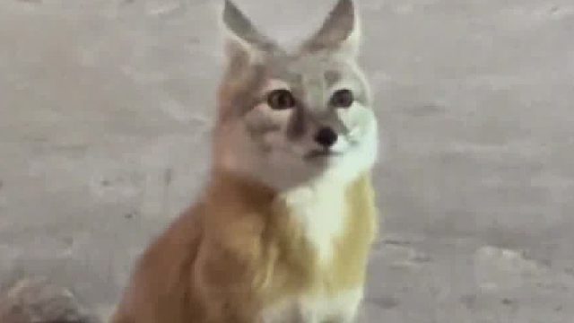 聪明的耳朵，正有收集有用的信息……