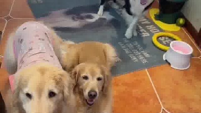 主人给狗狗下命令考试边牧每个动作都准确到位网友：那俩到底考不考啊