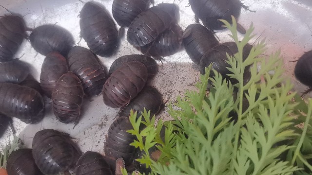 创业养殖土鳖虫