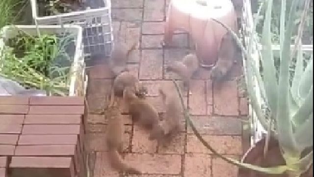 网友妈妈说今天后院菜地里来了一堆黄鼠狼小崽儿在菜地玩耍。可爱吗