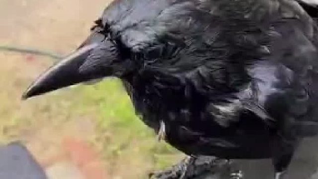 一只聪明的乌鸦……