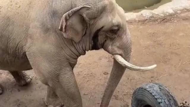 大象离不开这里只有三步两步的人生，但他希望孩子穿上鞋去想去的任何地方