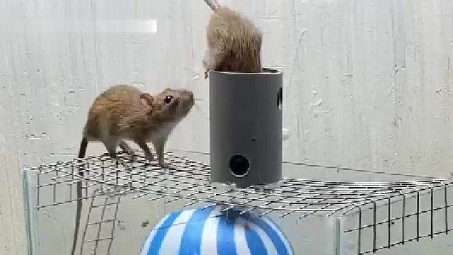 老鼠收集神器