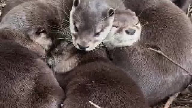 天气乍然凉了，又到了适合大家抱在一起睡觉的日子